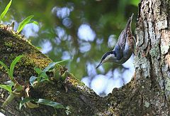 Giant Nuthatch